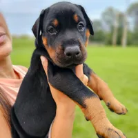 AKC Registered Full European Doberman Pinscher - Male, a  Doberman Pinscher for sale in Miami, FL – 7 of 10