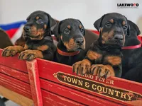 AKC Registered Full European Dobermann Pinscher - Male, a male Doberman Pinscher for sale in Miami, FL – 6 of 10