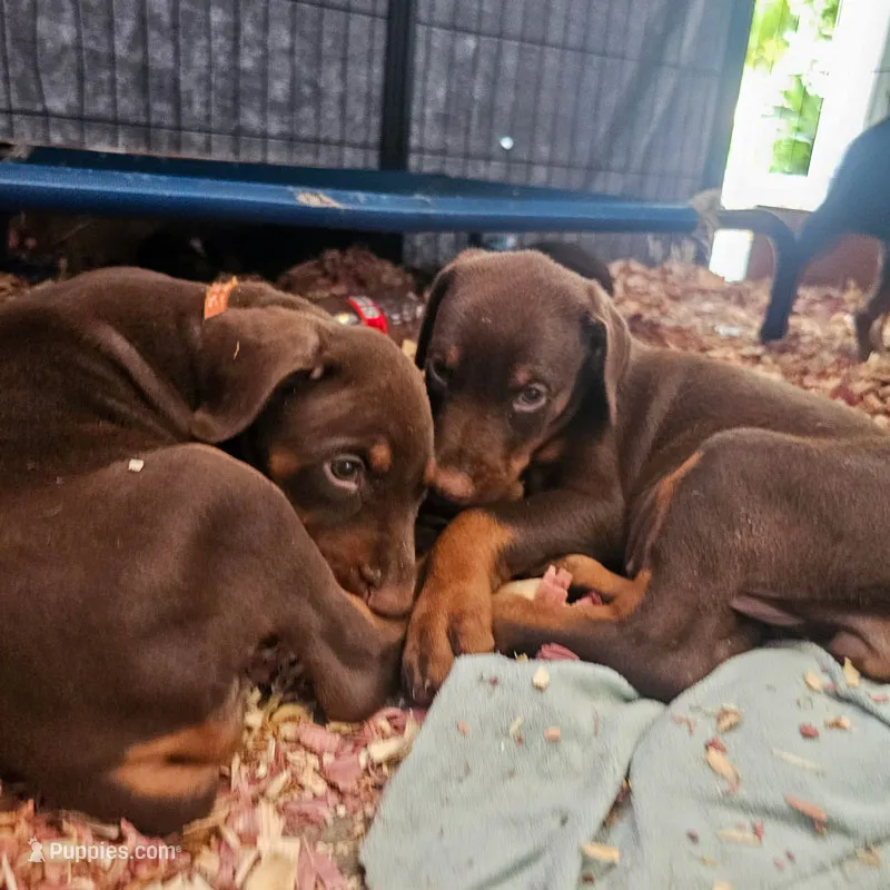 AKC Registered Full European Dobermann Pinscher - Female – Doberman Pinscher puppy for sale in Miami, FL