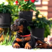 AKC Registered Full European Dobermann Pinscher - Male, a male Doberman Pinscher for sale in Miami, FL – 5 of 10
