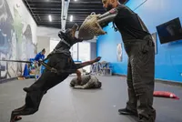 AKC Registered Full European Dobermann Pinscher - Male, a male Doberman Pinscher for sale in Miami, FL – 9 of 10