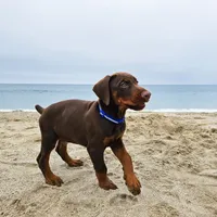 AKC Registered Full European Doberman Pinscher - Male , a  Doberman Pinscher for sale in Miami, FL – 5 of 10