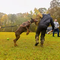 AKC Full Euro Doberman Pups  - Male, a  Doberman Pinscher for sale in Miami, FL – 6 of 10