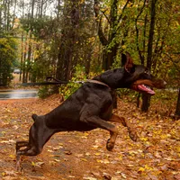 AKC Full Euro Doberman Pups  - Female , a  Doberman Pinscher for sale in Miami, FL – 9 of 10