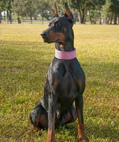 AKC Registered Full European Doberman Pinscher - Female, a  Doberman Pinscher for sale in Miami, FL – 2 of 10