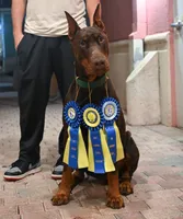 AKC Registered Full European Dobermann Pinscher - Male, a male Doberman Pinscher for sale in Miami, FL – 7 of 10