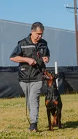 AKC Registered Full European Doberman Pinscher - Male, a  Doberman Pinscher for sale in Miami, FL – 7 of 10