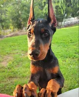AKC Registered Full European Doberman Pinscher - Male, a  Doberman Pinscher for sale in Miami, FL – 10 of 10