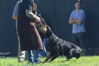AKC Registered Full European Doberman Pinscher - Male, a  Doberman Pinscher for sale in Miami, FL – 3 of 10