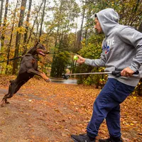 AKC Registered Full European Dobermann Pinscher - Female, a female Doberman Pinscher for sale in Miami, FL – 9 of 10