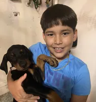 AKC Registered Full European Doberman Pinscher - Female, a  Doberman Pinscher for sale in Miami, FL – 10 of 10