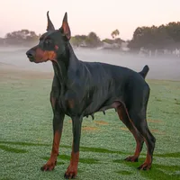 AKC Registered Full European Doberman Pinscher - Female, a  Doberman Pinscher for sale in Miami, FL – 5 of 10