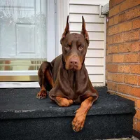 AKC Registered Full European Doberman Pinscher - Male , a  Doberman Pinscher for sale in Miami, FL – 4 of 10