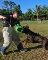 AKC Registered Full European Doberman Pinscher - Male , a  Doberman Pinscher for sale in Miami, FL – 8 of 10