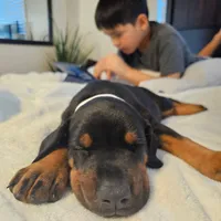 AKC Registered Full European Doberman Pinscher - Male, a  Doberman Pinscher for sale in Miami, FL – 2 of 10