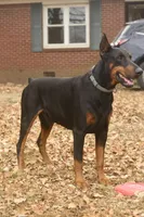 AKC Registered Full European Doberman Pinscher - Male, a  Doberman Pinscher for sale in Miami, FL – 5 of 10