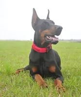 AKC Registered Full European Dobermann Pinscher - Female, a female Doberman Pinscher for sale in Miami, FL – 10 of 10