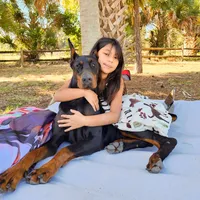 AKC Registered Full European Doberman Pinscher - Female, a  Doberman Pinscher for sale in Miami, FL – 4 of 10