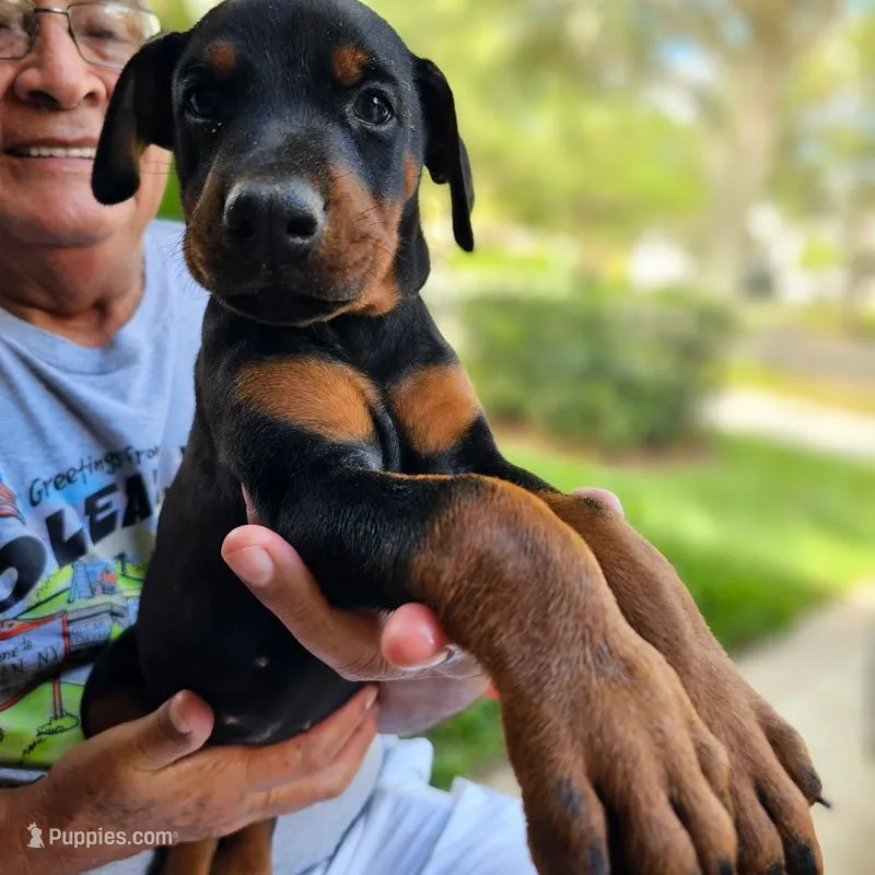 AKC Registered Full European Doberman Pinscher - Female – Doberman Pinscher puppy for sale in Miami, FL