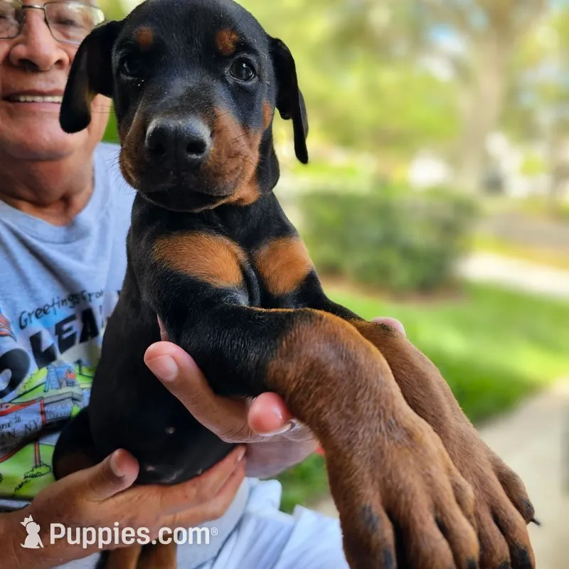 AKC Registered Full European Doberman Pinscher - Female, a  Doberman Pinscher for sale in Miami, FL – 1 of 10