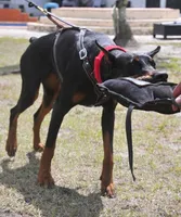 AKC Registered Full European Dobermann Pinscher - Female, a female Doberman Pinscher for sale in Miami, FL – 7 of 10
