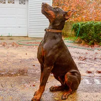 AKC Registered Full European Doberman Pinscher - Female, a  Doberman Pinscher for sale in Miami, FL – 5 of 10