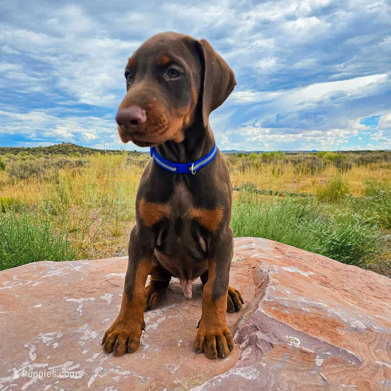AKC Registered Full European Dobermann Pinscher - Male – Doberman Pinscher puppy for sale in Miami, FL