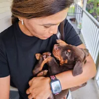 AKC Registered Full European Dobermann Pinscher - Female, a female Doberman Pinscher for sale in Miami, FL – 4 of 10