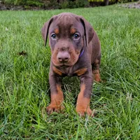 AKC Registered Full European Dobermann Pinscher - Female, a female Doberman Pinscher for sale in Miami, FL – 5 of 10