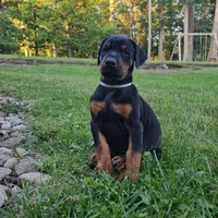 AKC Registered Full European Dobermann Pinscher - Male, a male Doberman Pinscher for sale in Miami, FL – 3 of 10