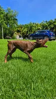 AKC Full Euro Doberman Pups  - Male, a  Doberman Pinscher for sale in Miami, FL – 7 of 10