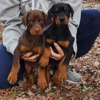 AKC Registered Full European Dobermann Pinscher - Male, a male Doberman Pinscher for sale in Miami, FL – 5 of 10