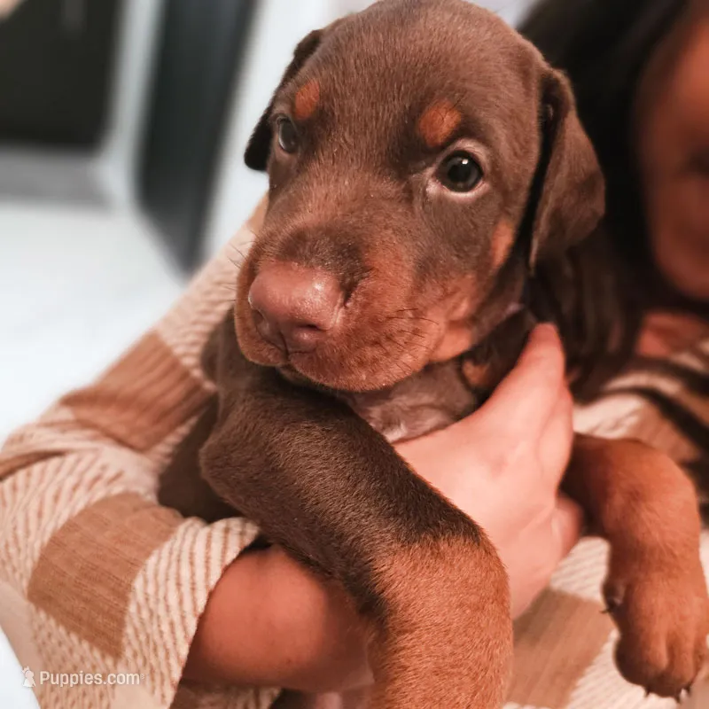 AKC Full Euro Doberman Pups  - Male – Doberman Pinscher puppy for sale in Miami, FL