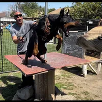 AKC Registered Full European Dobermann Pinscher - Male, a male Doberman Pinscher for sale in Miami, FL – 2 of 10