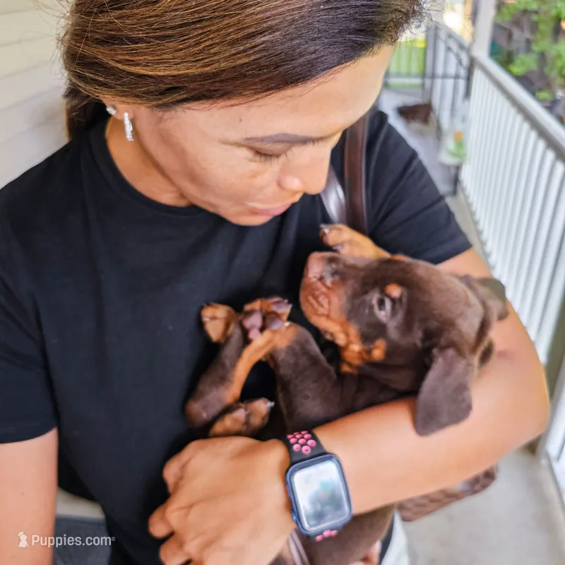 AKC Full Euro Doberman Pups  - Female  – Doberman Pinscher puppy for sale in Miami, FL