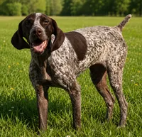 Maisie May, a female German Shorthaired Pointer for sale in Brooksville, FL – 1 of 1