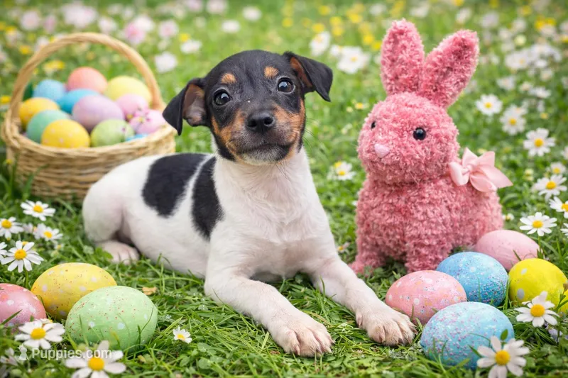 Jelly Bean – Rat Terrier puppy for sale in Brooksville, FL