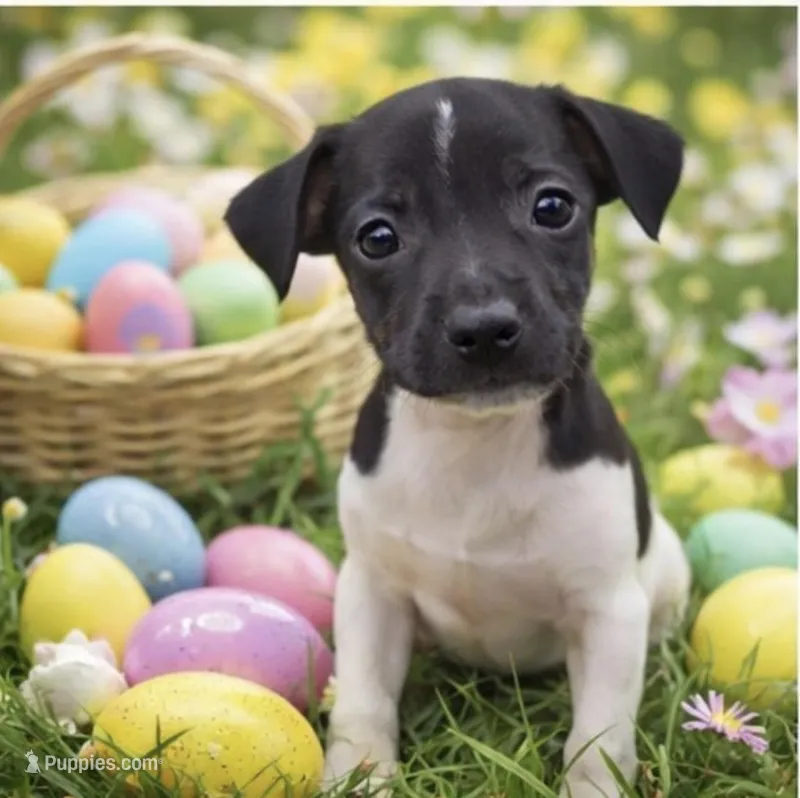 Petal – Rat Terrier puppy for sale in Brooksville, FL