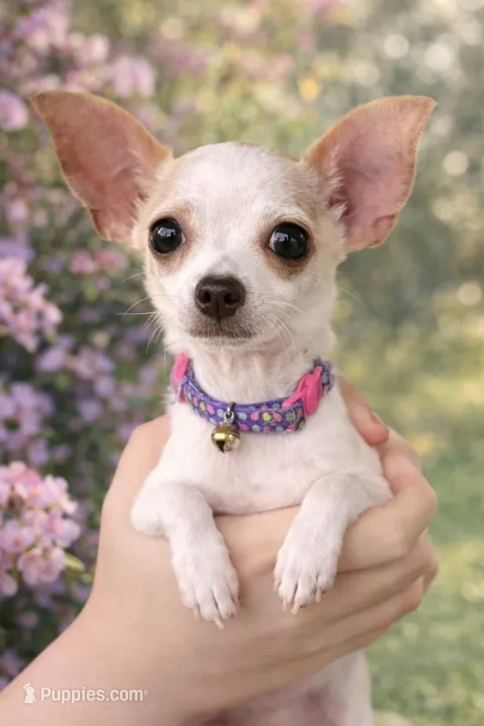 Chica Quesadilla – Chihuahua puppy for sale in Brooksville, FL