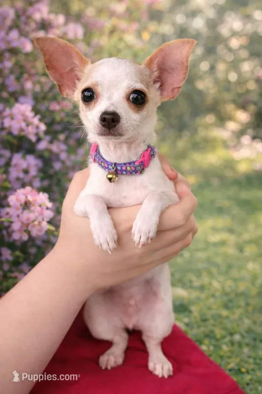 Chica Quesadilla – Chihuahua puppy for sale in Brooksville, FL