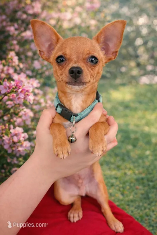 Paco Taco – Chihuahua puppy for sale in Brooksville, FL