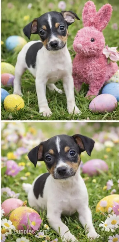 Cadbury – Rat Terrier puppy for sale in Brooksville, FL