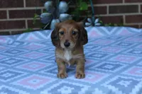 Charlotte.  F  AKC, a female Dachshund for sale in Westminster, SC – 4 of 10