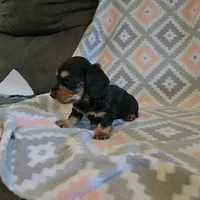 Gracie.   F.     ACA, a female Dachshund for sale in Westminster, SC – 5 of 7