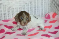 Bella. F  AKC, a female Dachshund for sale in Westminster, SC – 6 of 10