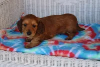 Jay Jay  M      ACA, a male Dachshund for sale in Westminster, SC – Photo 3 of 10