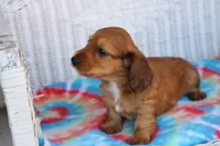 Jay Jay  M      ACA, a male Dachshund for sale in Westminster, SC – Photo 5 of 10