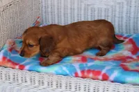 Jay Jay  M      ACA, a male Dachshund for sale in Westminster, SC – Photo 2 of 10