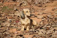 Jay Jay  M      ACA, a male Dachshund for sale in Westminster, SC – Photo 9 of 10