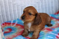 Jay Jay  M      ACA, a male Dachshund for sale in Westminster, SC – Photo 4 of 10